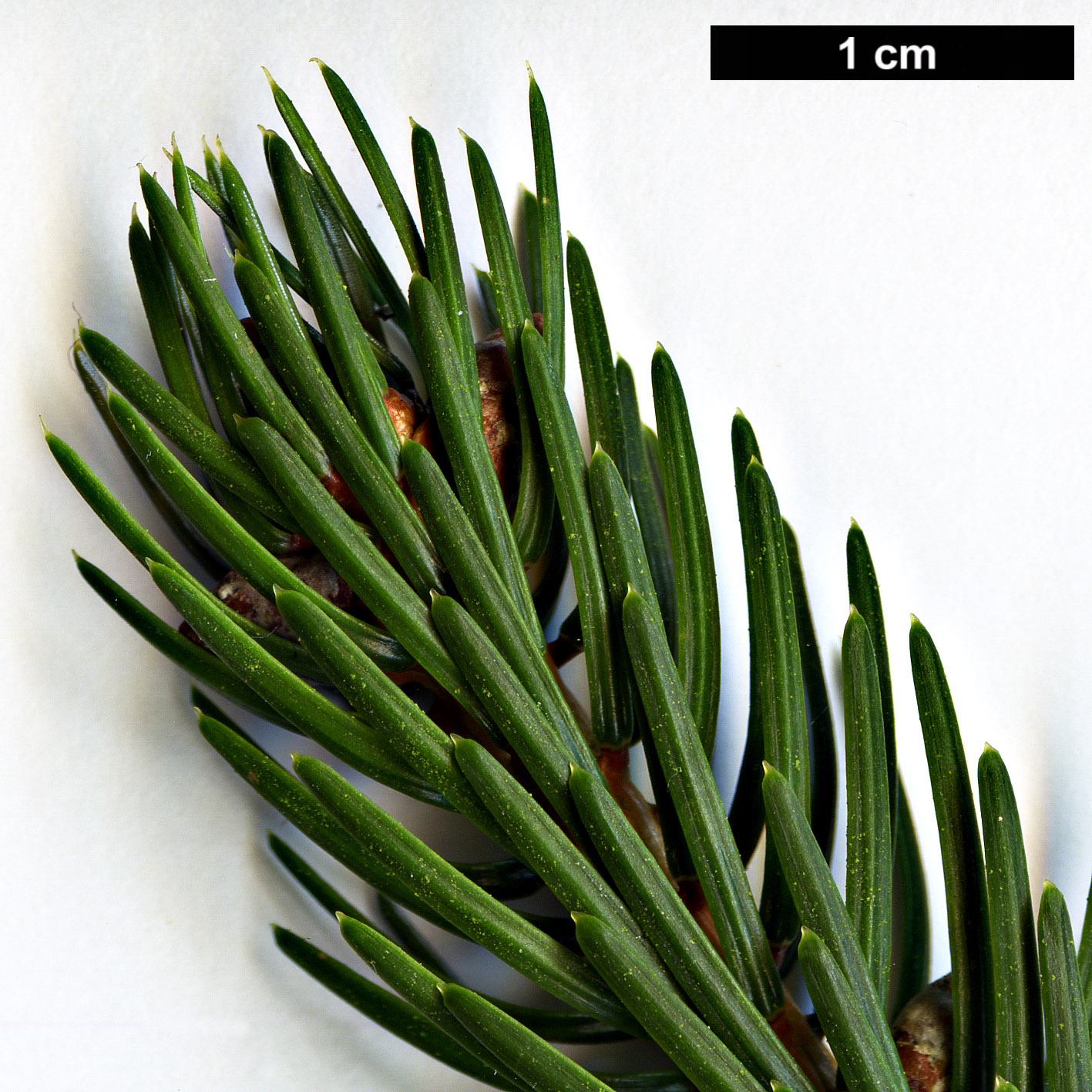 High resolution image: Family: Pinaceae - Genus: Picea - Taxon: jezoensis - SpeciesSub: subsp. hondoensis